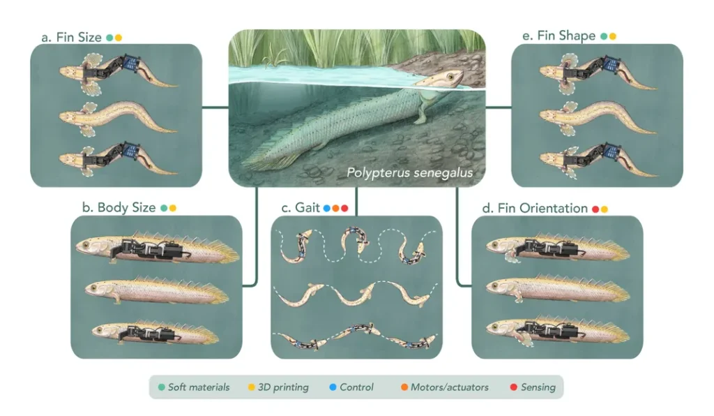 New ‘Paleo-Robots’ Could Shed Light on Animal Evolution, Revealing How Some Fish Evolved to ‘Walk’ on Land