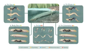 New ‘Paleo-Robots’ Could Shed Light on Animal Evolution, Revealing How Some Fish Evolved to ‘Walk’ on Land