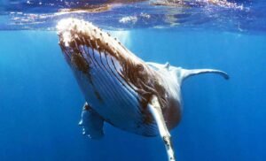AI helps humans have a 20-minute ‘conversation’ with a humpback whale named Twain