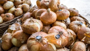 UGA uses AI, robotics to improve Georgia’s Vidalia sweet onion crop