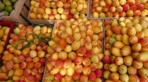 Malawi Mangoes Hit Mumbai Late, Priced at $18 per Box Amid Global Supply Challenges