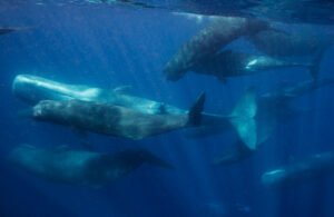 Project CETI uses AI and robotics to track down sperm whales